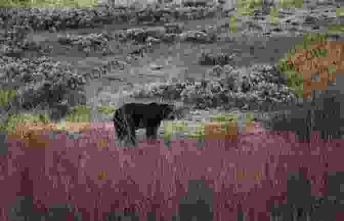 A Majestic Grizzly Bear Strolls Along The Roadside In Yellowstone National Park Explore Roadside Nature: In Yellowstone National Park