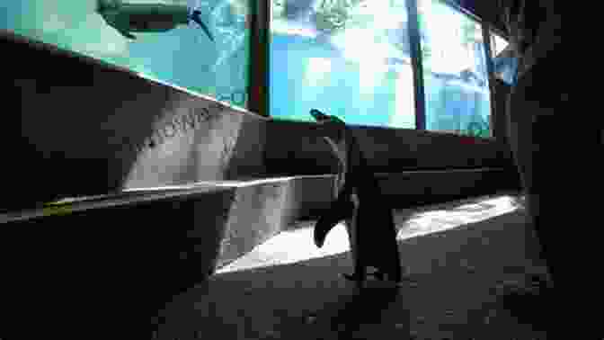 Curious Humboldt Penguins At Sequoia Park Zoo What To Do In Eureka