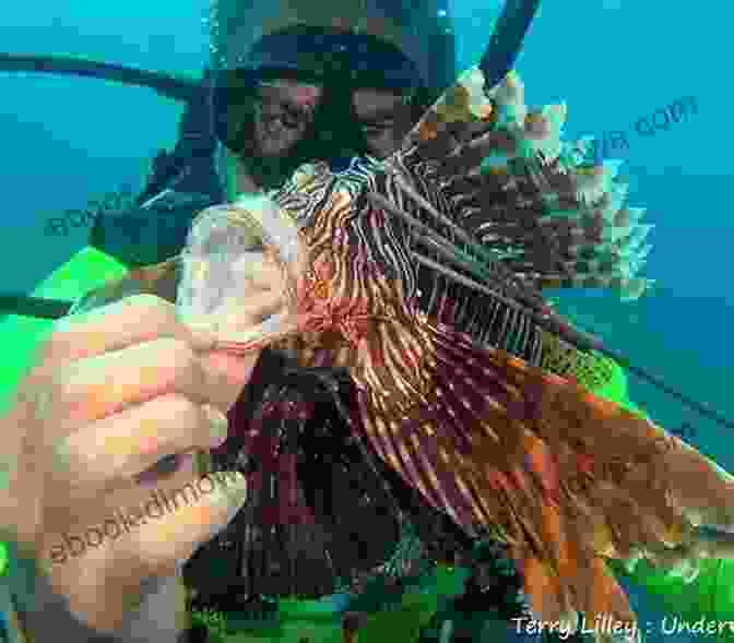 Dynamic Image Showcasing The Excitement Of Lionfish Hunting Lionfish Hunter Student Manual William T Harper