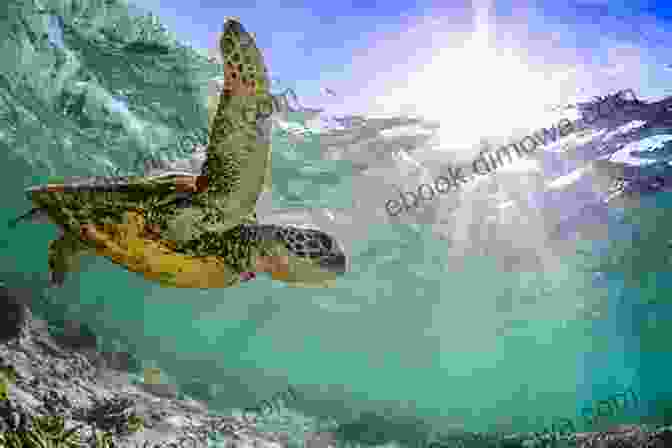 Majestic Sea Turtle Gliding Through The Ocean Marine Life : A Collection Of Underwater Pictures